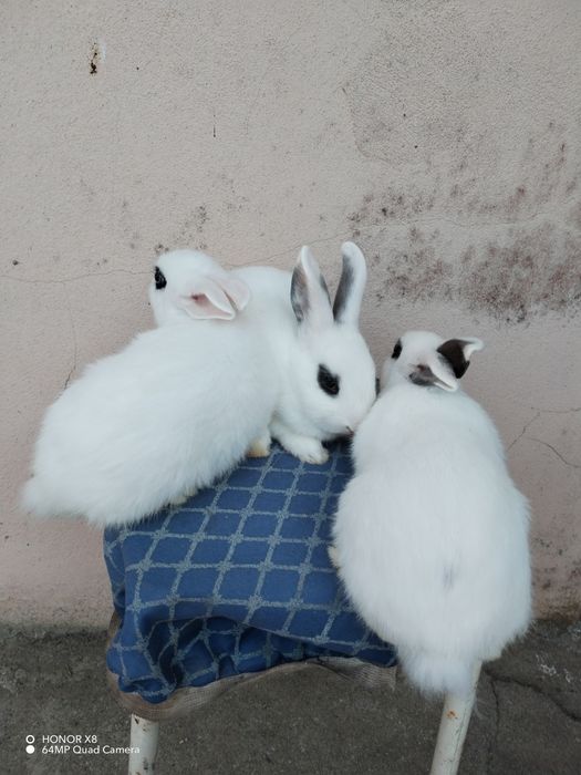Coelhos anões dóceis