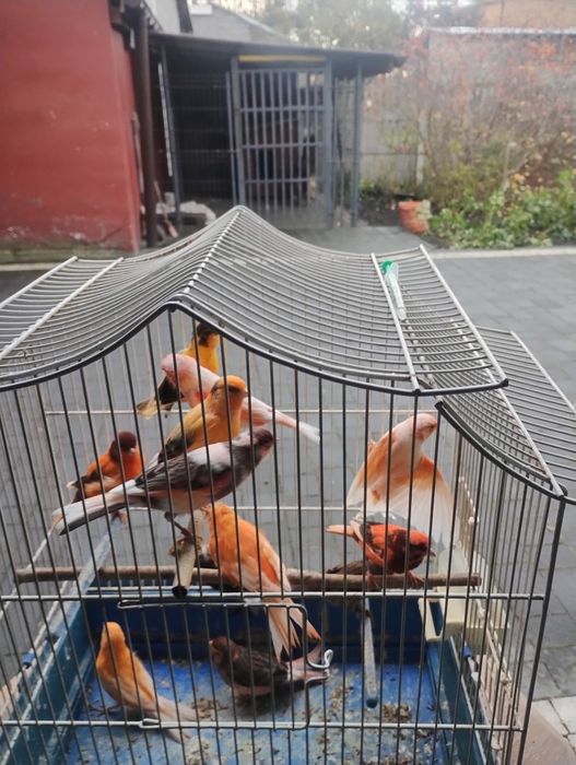 Sprzedam kanarki samice