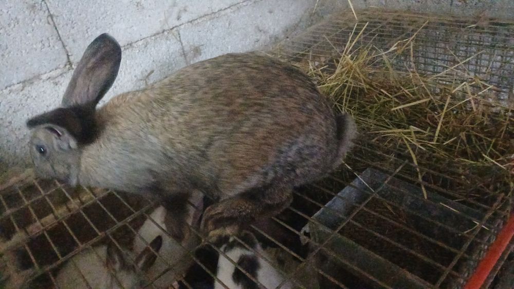 Coelhos para criacao ou consumo