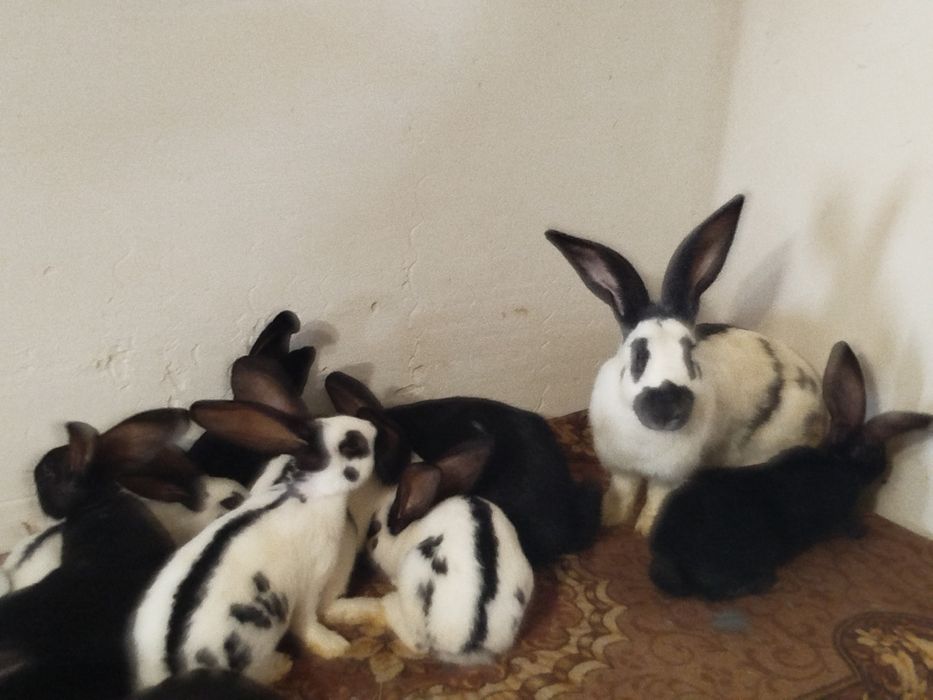 Кролі строкачі. ..