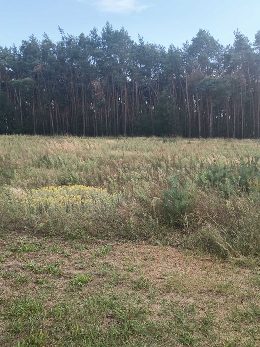 Działka budowlano-usługowa z lasem