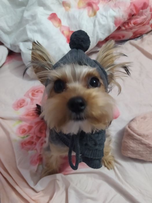 В'язка шукаю дівчинку для йорка