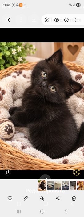 Gatinho scottish fold