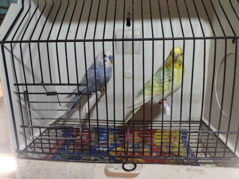 Alguns casais de periquitos disponíveis