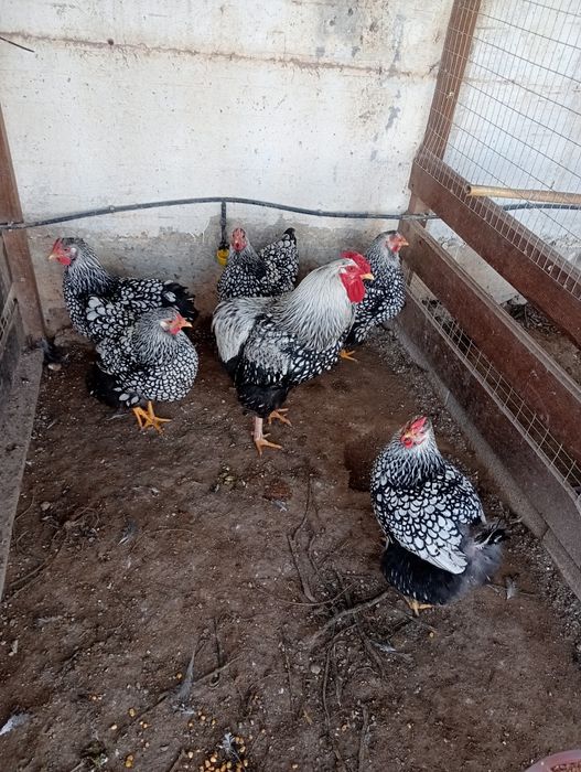 Ovos galados wyandote prata