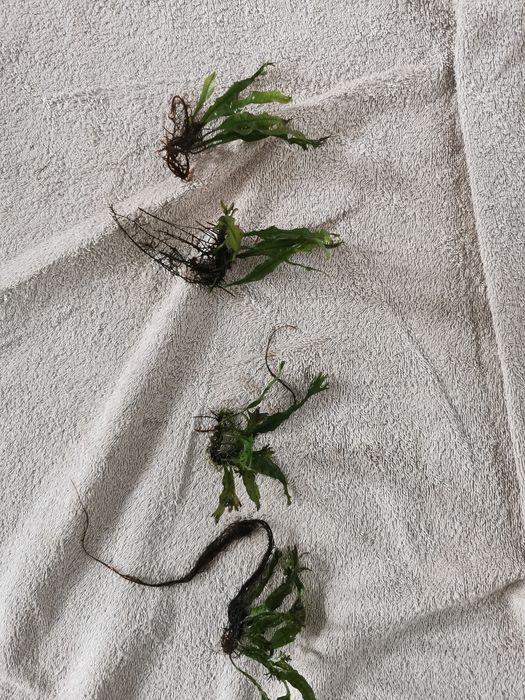 Microsorum pteropus Windelov sadzonki!!!