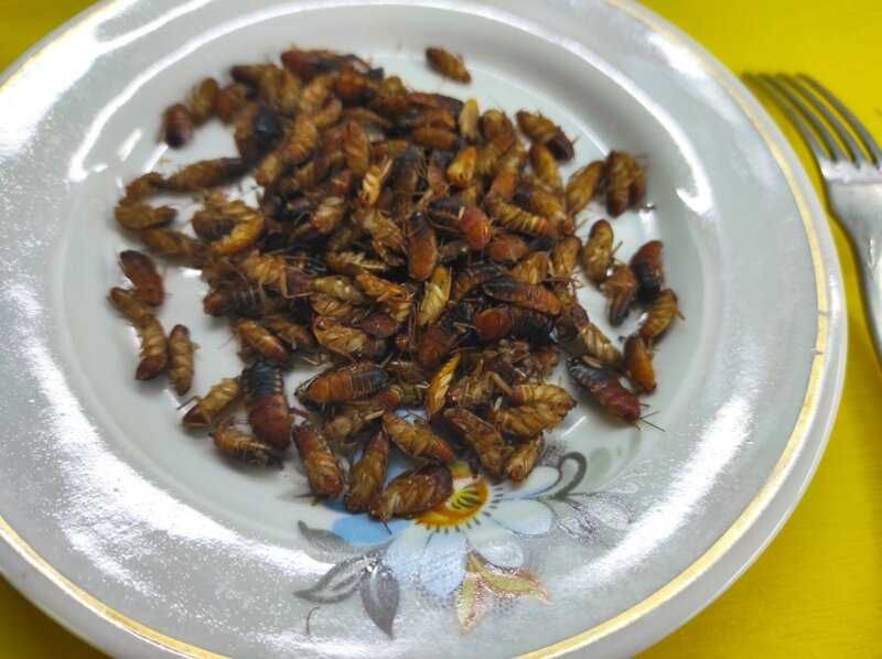 Туркменький тарган