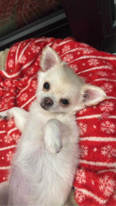 Chihuahua FCI ZKWP Suczka