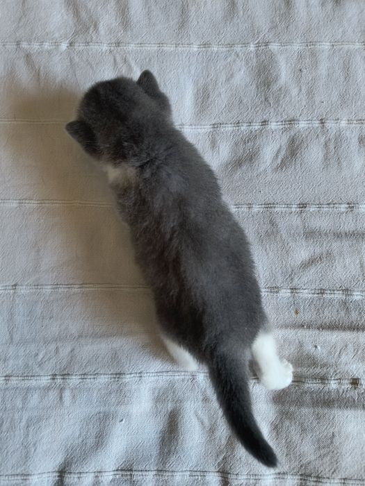 Kotka brytyjska a bicolor FPL