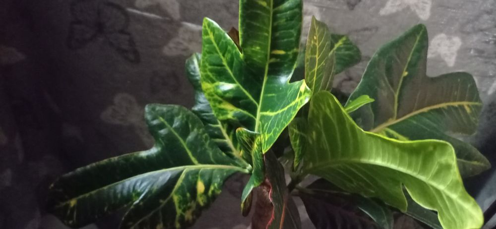 Продам Кротон Кодиеум