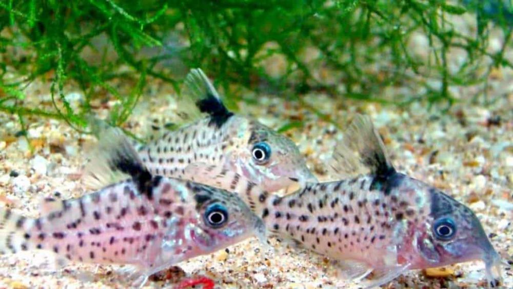 Kirysek jaguarowy - Corydoras ambiacus - Kirys - dowóz, wysyłka