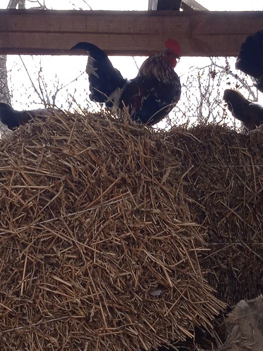 Продам американські кури