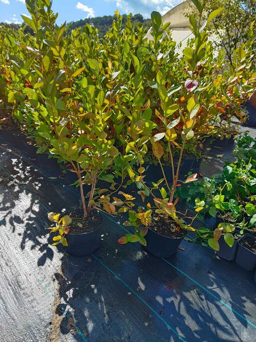 Duke !Sadzonki Borówki Amerykańskiej!4 LETNIE! Pod nadzorem Inspekcji