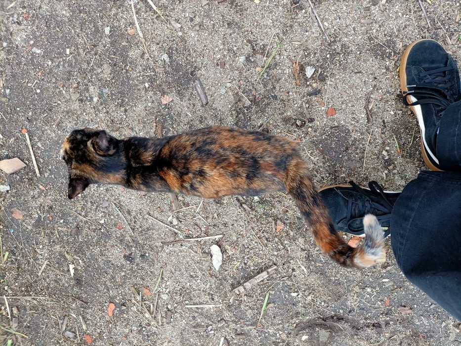 Gatinha tartaruga para adoção