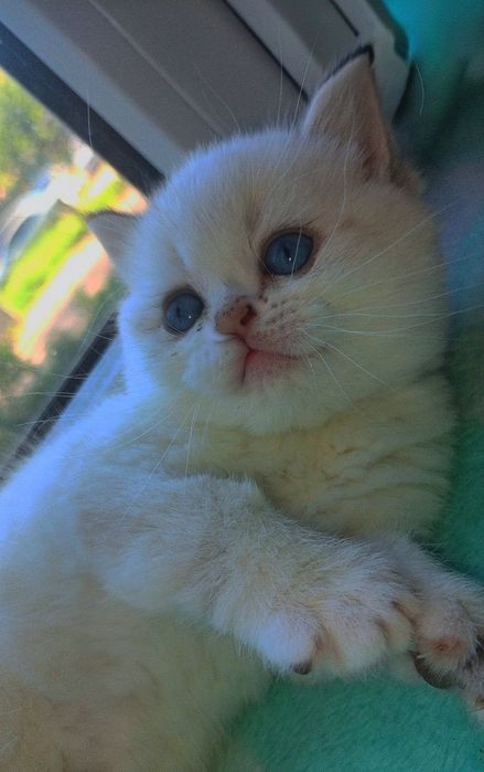 Шотландські кошенята