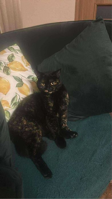 Oddam piękną kotkę