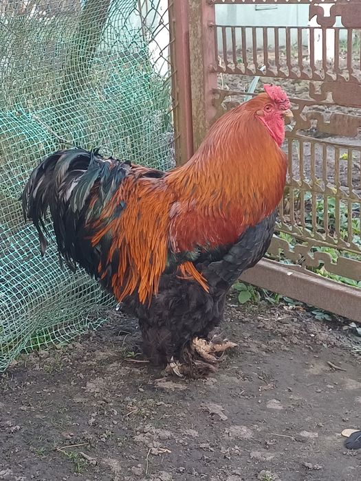 Kogut kochin olbrxymi