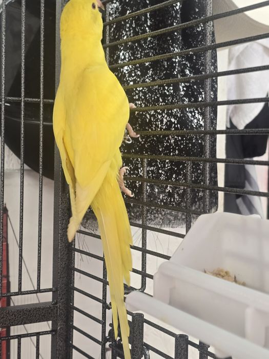 Ringneck amarelo 3 mesas