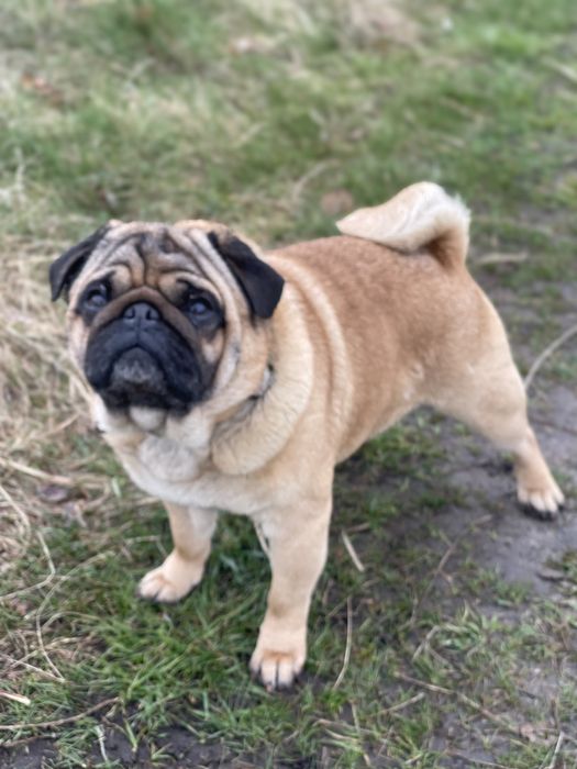 Мопс абрикосовий кобель пропонується для вязки!