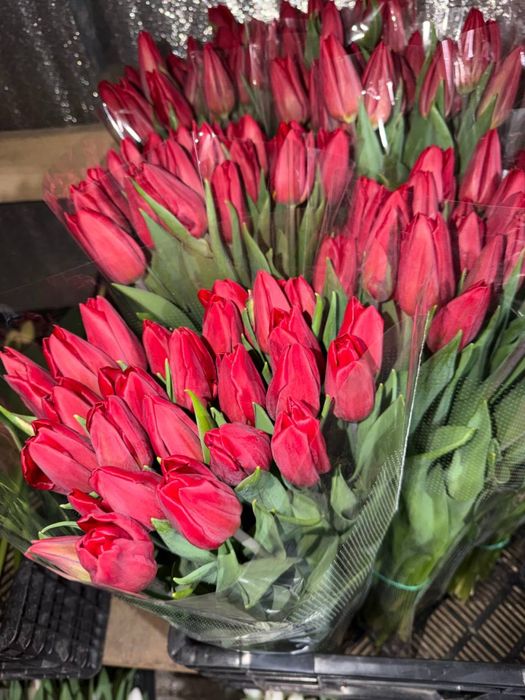 Продам цибулину(суха)  голландського  тюльпану, після вигонки. Від 5 кг.