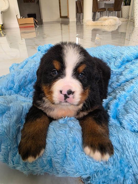 Berneński Pies Pasterski suczka