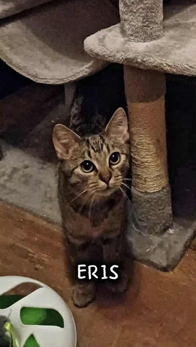 Eris - mały przytulasek szuka domu!