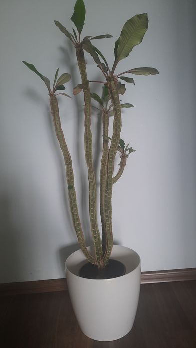 Кімнатні квіти великий вибір