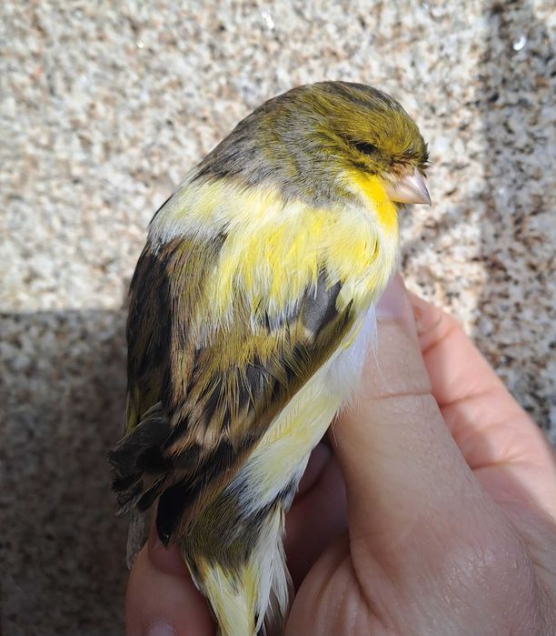 Canarios ponte de lima