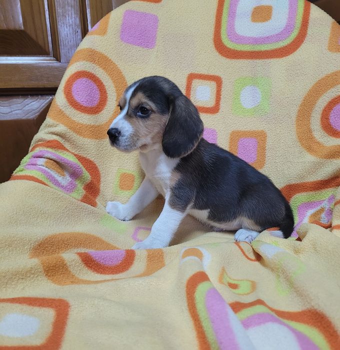 Beagle tricolor macho