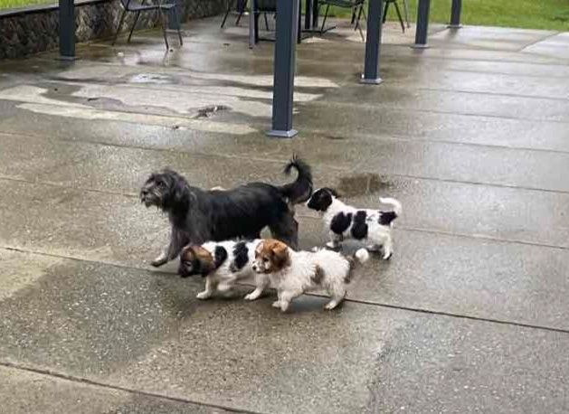 Люди, спасіть цуценят!