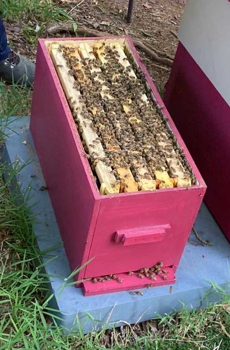 Odkłady pszczele, pszczoły, rodziny pszczele, szybka realizacja