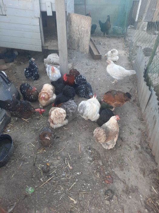 Jajka lęgowe kochina miniaturowego i włoszki