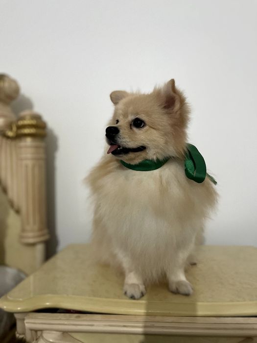 Померанські шпіци — Пухнасті принци хочуть до вас