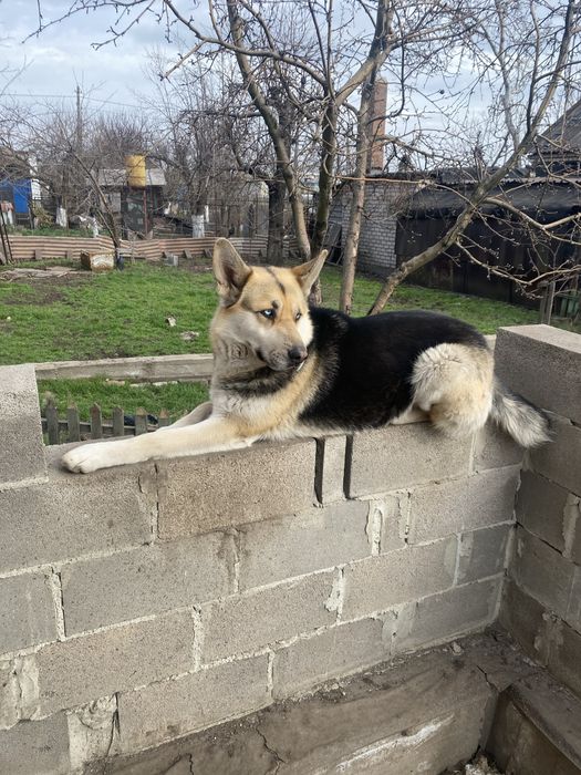 Вівчарка блакитноока 4 роки