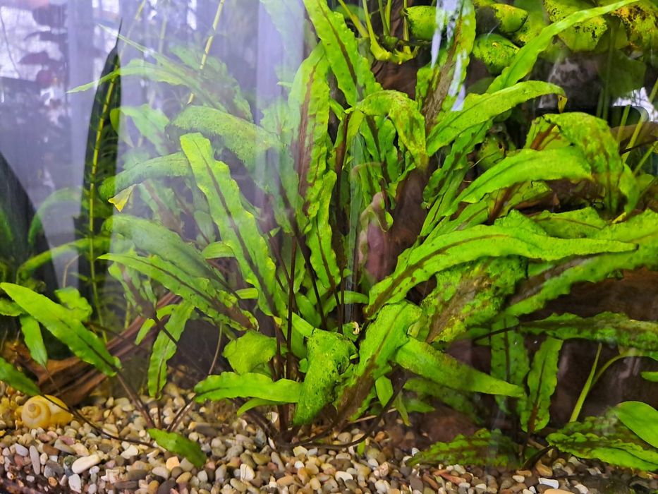 Рослини для акваріума