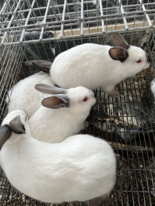 Vendo coelhos para abate