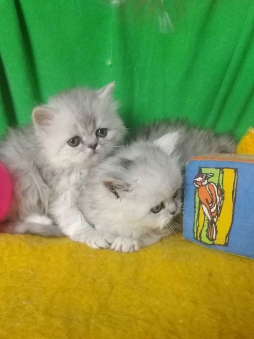 Котята серебристые белые серые пепельные