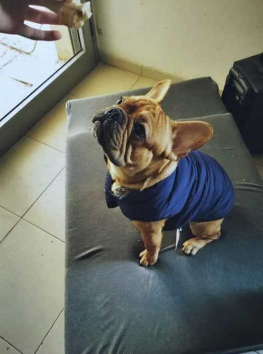 Тепла куртка для собак | зимова жилетка | жилет, курточка, одяг