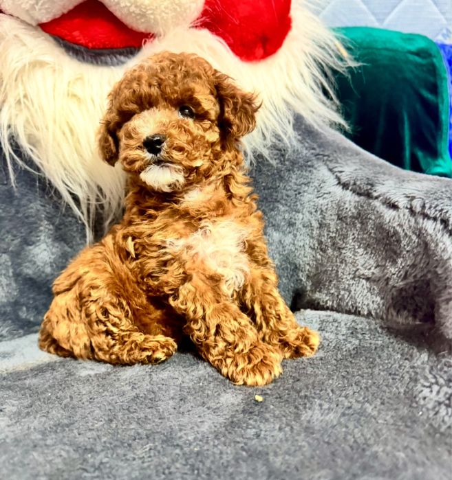 Ф2 мальтіпу окрас ред браун комбо