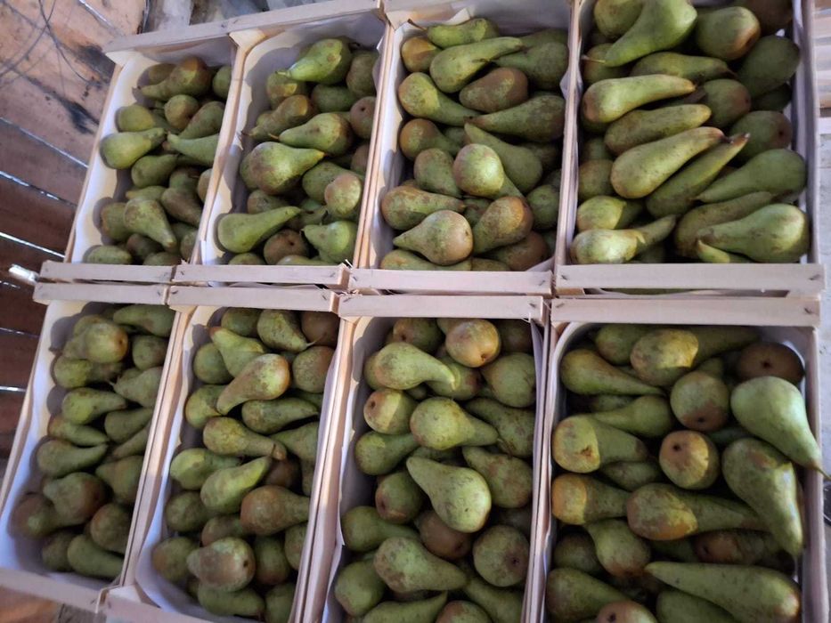 Gruszki Konferencja i Xenia