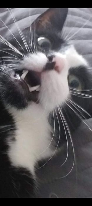 Kot Marian do adopcji