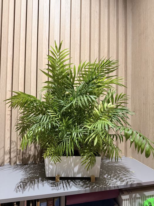 Palma Areka, Dypsis