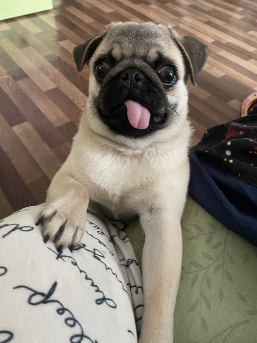 Мопс хлопчик пів року