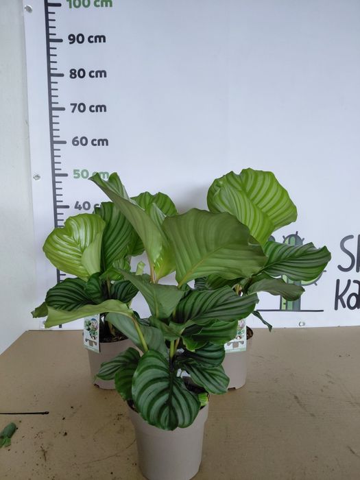 Calathea orbifolia, Kalatea okrągłolistna  50cm WYSYŁKA