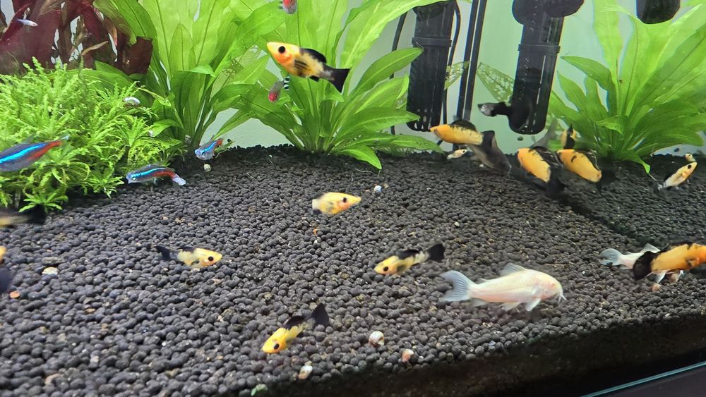 Molly leopardo varios tamanhos