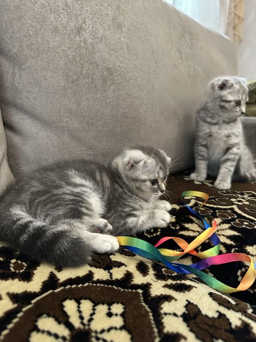 Шотландские вислоухие котята .