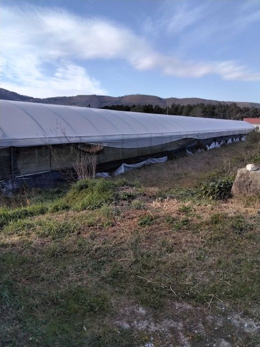 Estufas agricultura