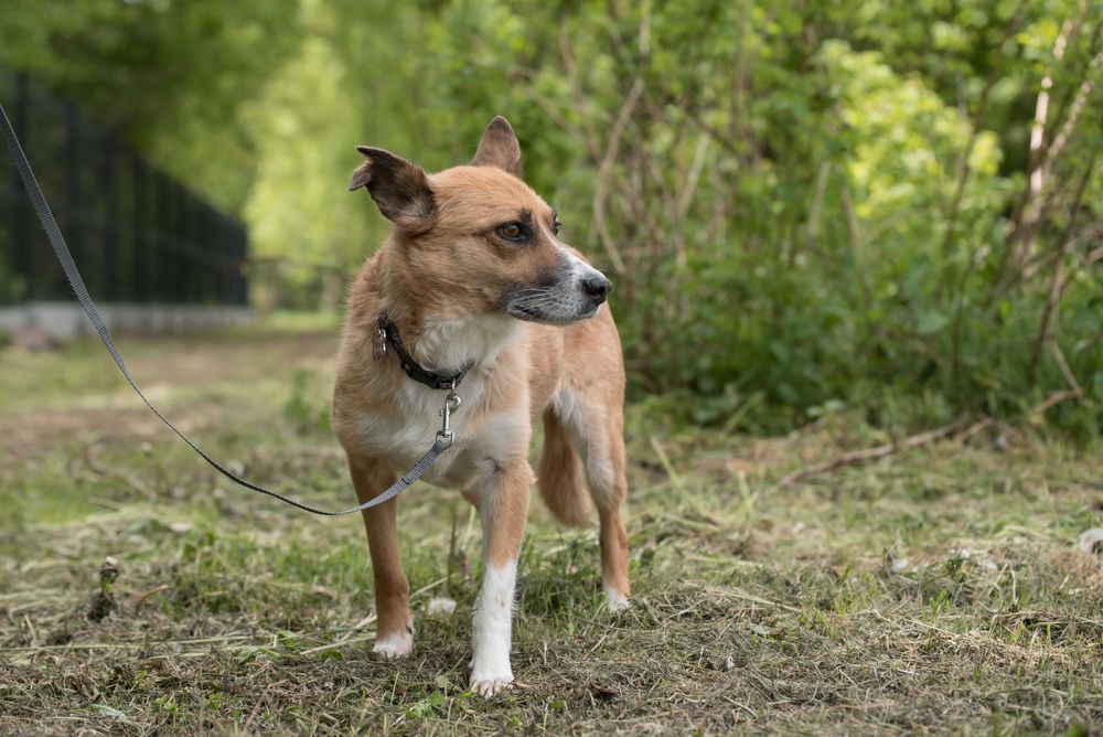 Lilma - delikatna sunia do doświadczonego domu