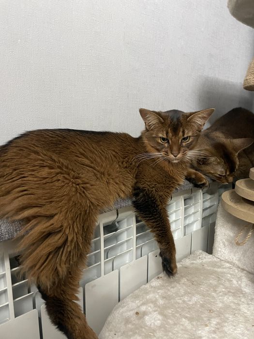 Сомалійська кішка