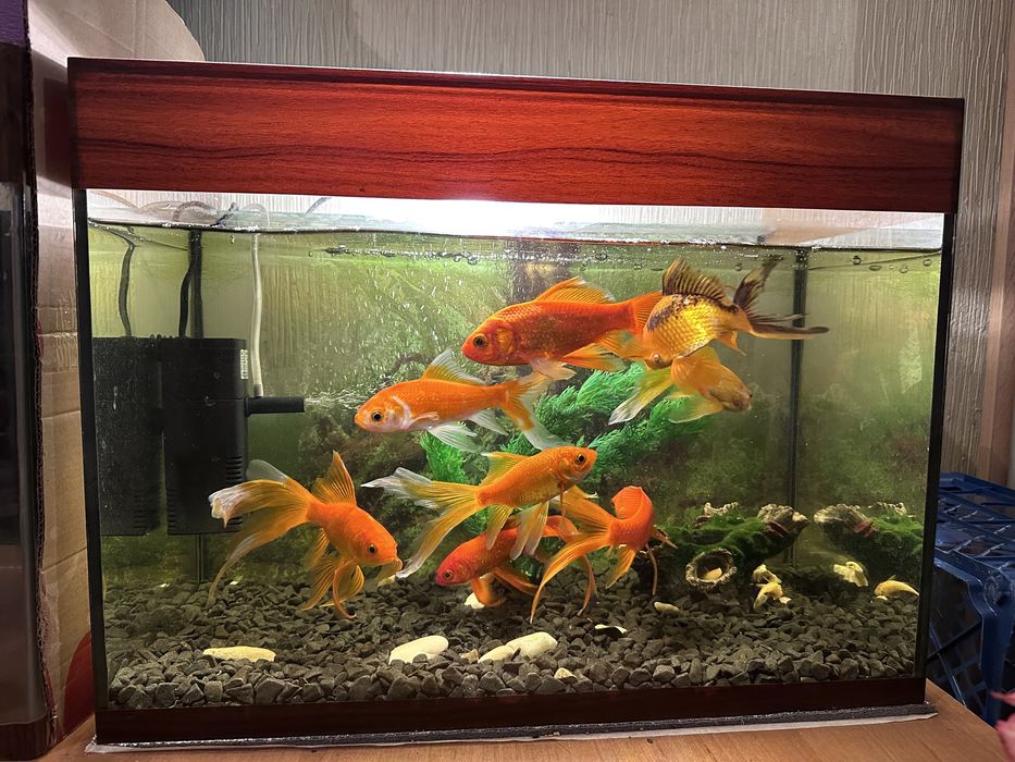 Акваріум 50 літрів, аквариум без риби